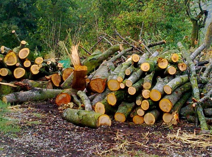 Prenotazione legna uso civico legnatico 2023-2024